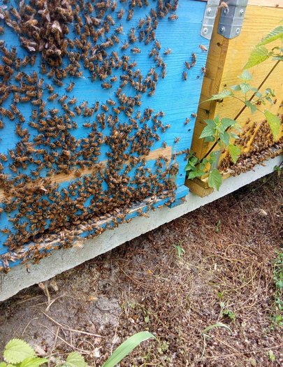 Hive image