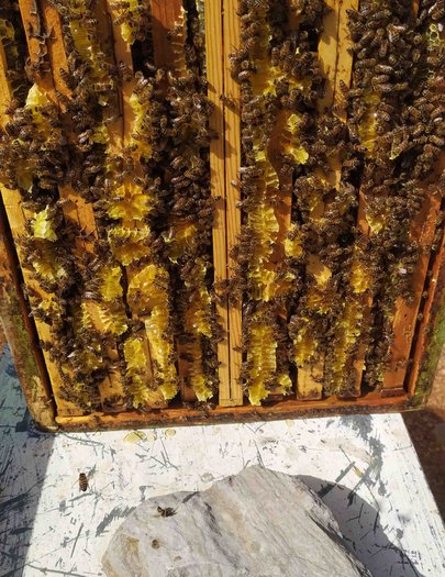 Hive image
