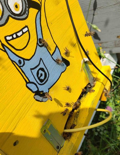Hive image