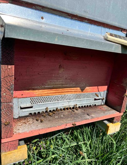 Hive image