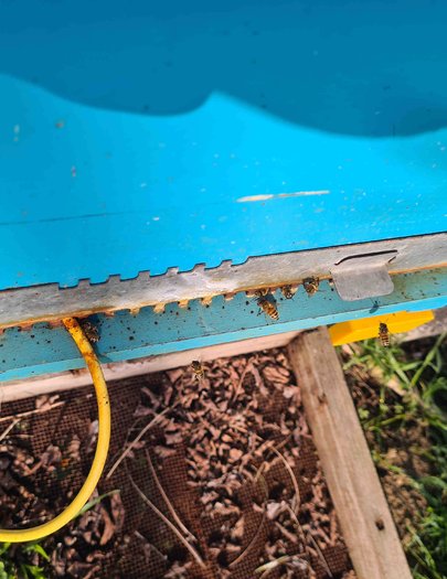 Hive image