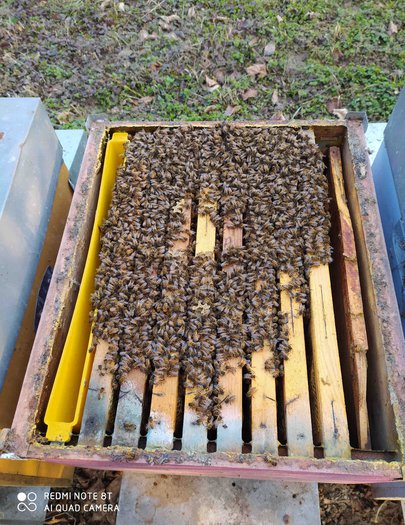 Hive image