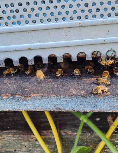 Hive image