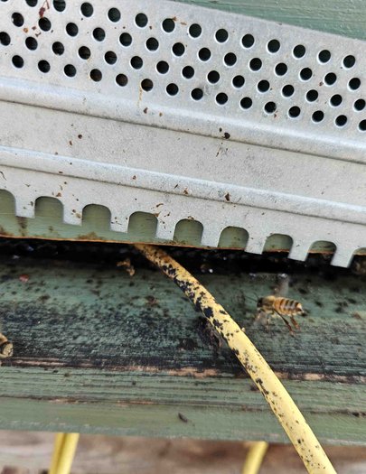 Hive image