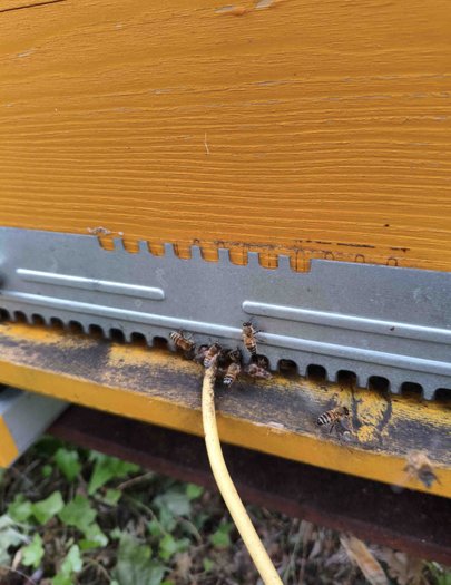 Hive image