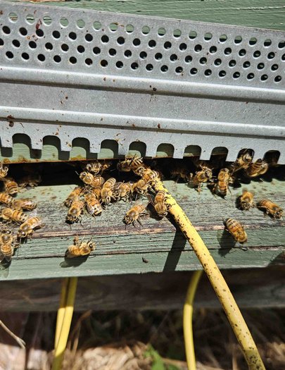 Hive image