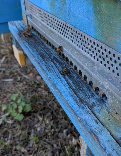 Hive image