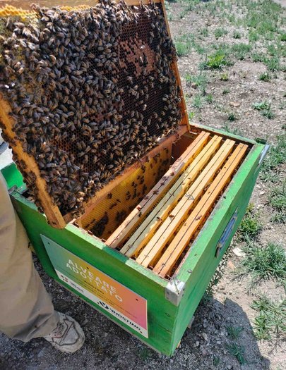 Hive image