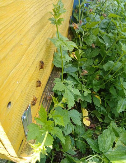 Hive image