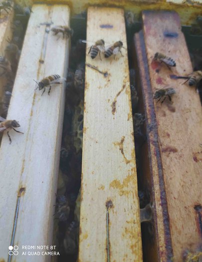 Hive image