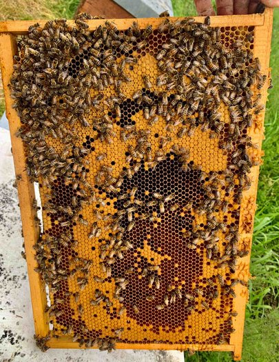 Hive image