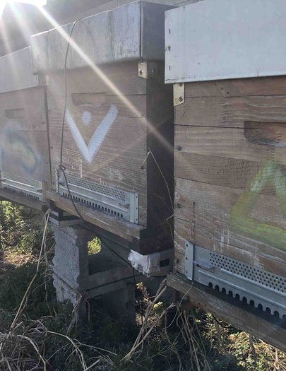 Hive image
