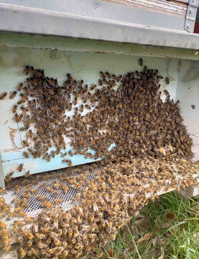 Hive image
