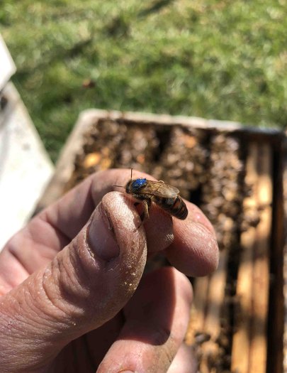Hive image
