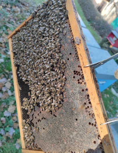 Hive image