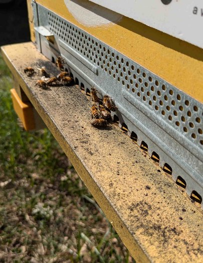 Hive image