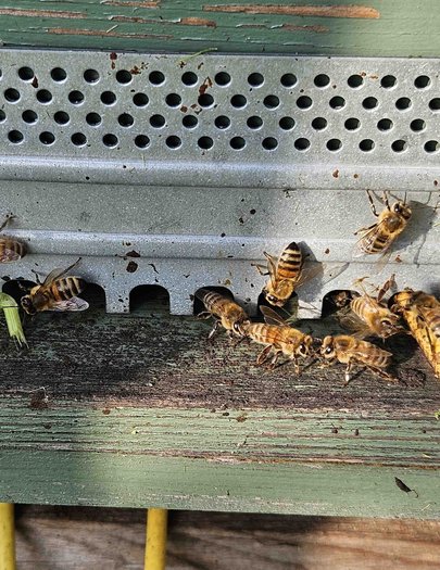 Hive image