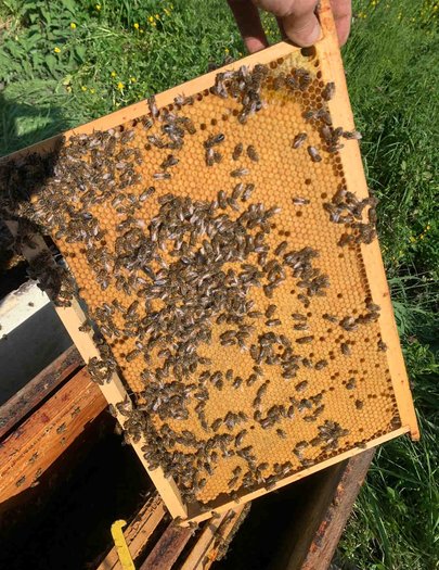 Hive image