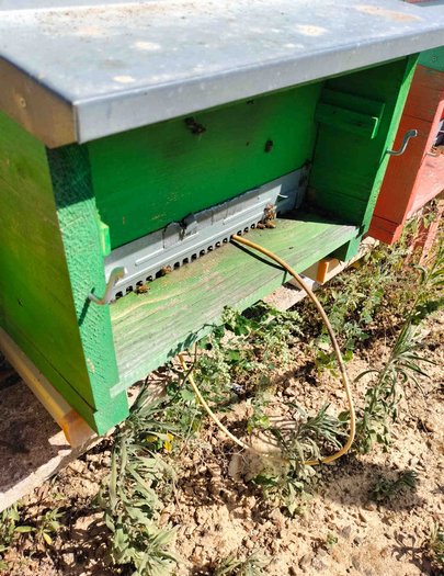 Hive image