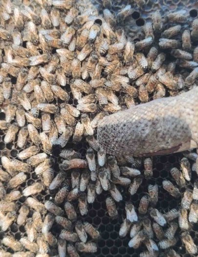Hive image