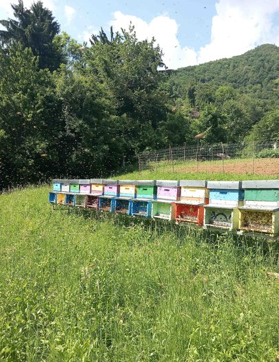 Hive image