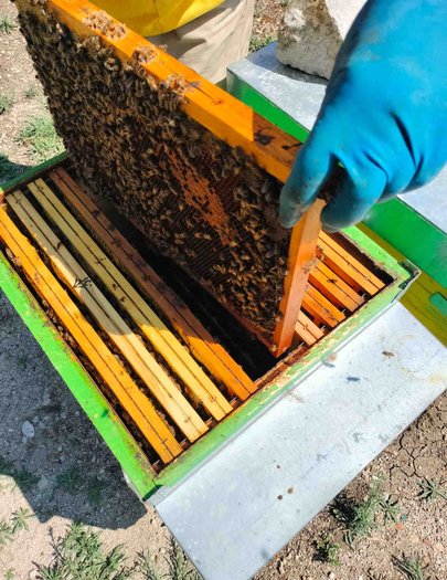Hive image