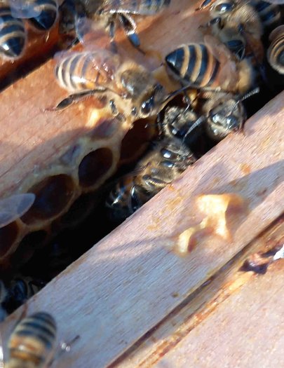 Hive image