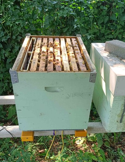Hive image