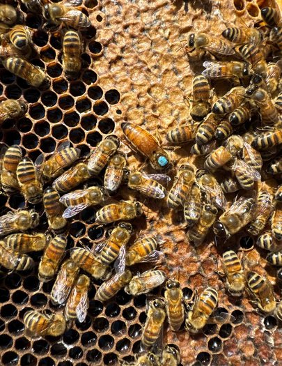 Hive image