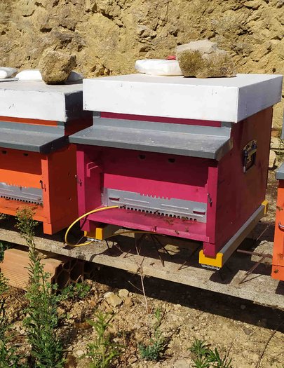 Hive image