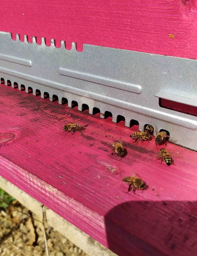 Hive image