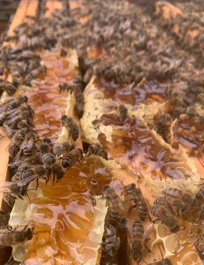 Hive image