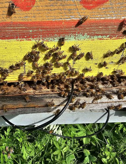 Hive image