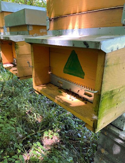Hive image