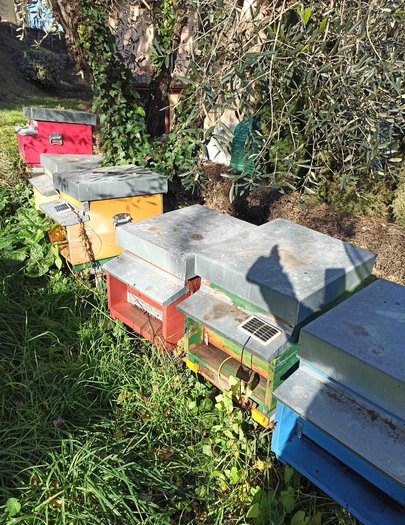Hive image
