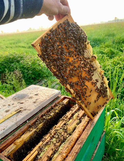 Hive image