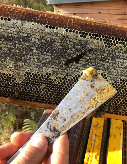 Hive image