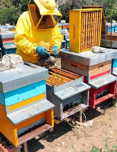 Hive image