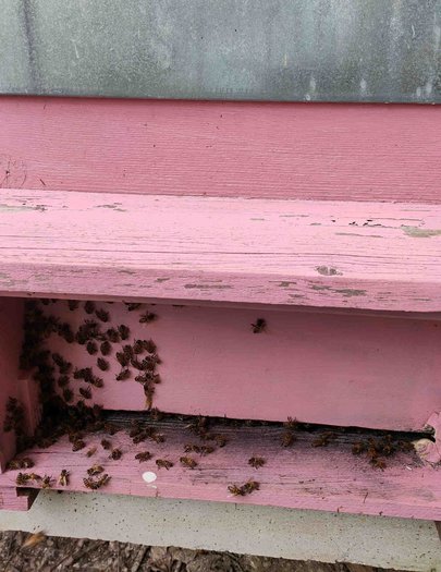 Hive image