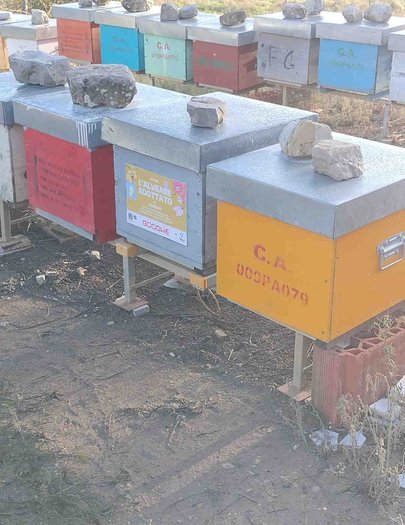 Hive image