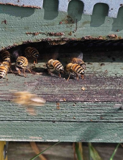 Hive image
