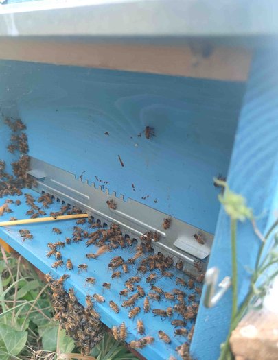 Hive image