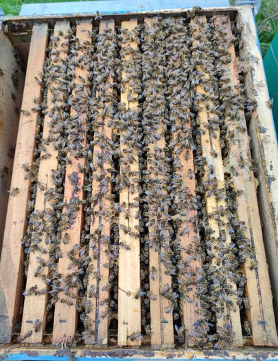 Hive image