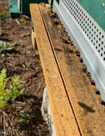 Hive image