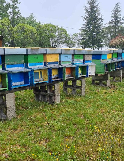 Hive image