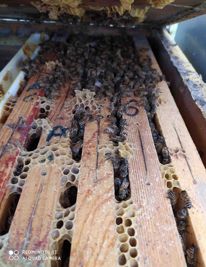 Hive image