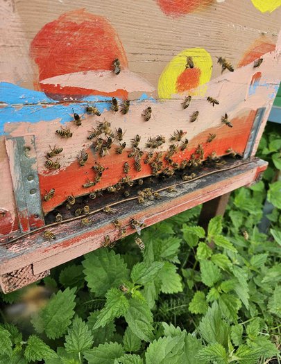 Hive image