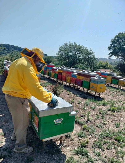 Hive image