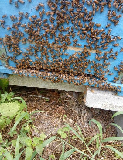 Hive image