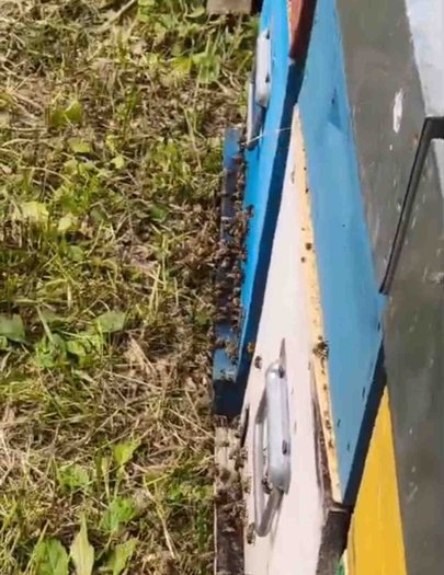 Hive image